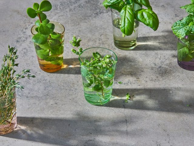 Astuces pour conserver les herbes aromatiques fraîches