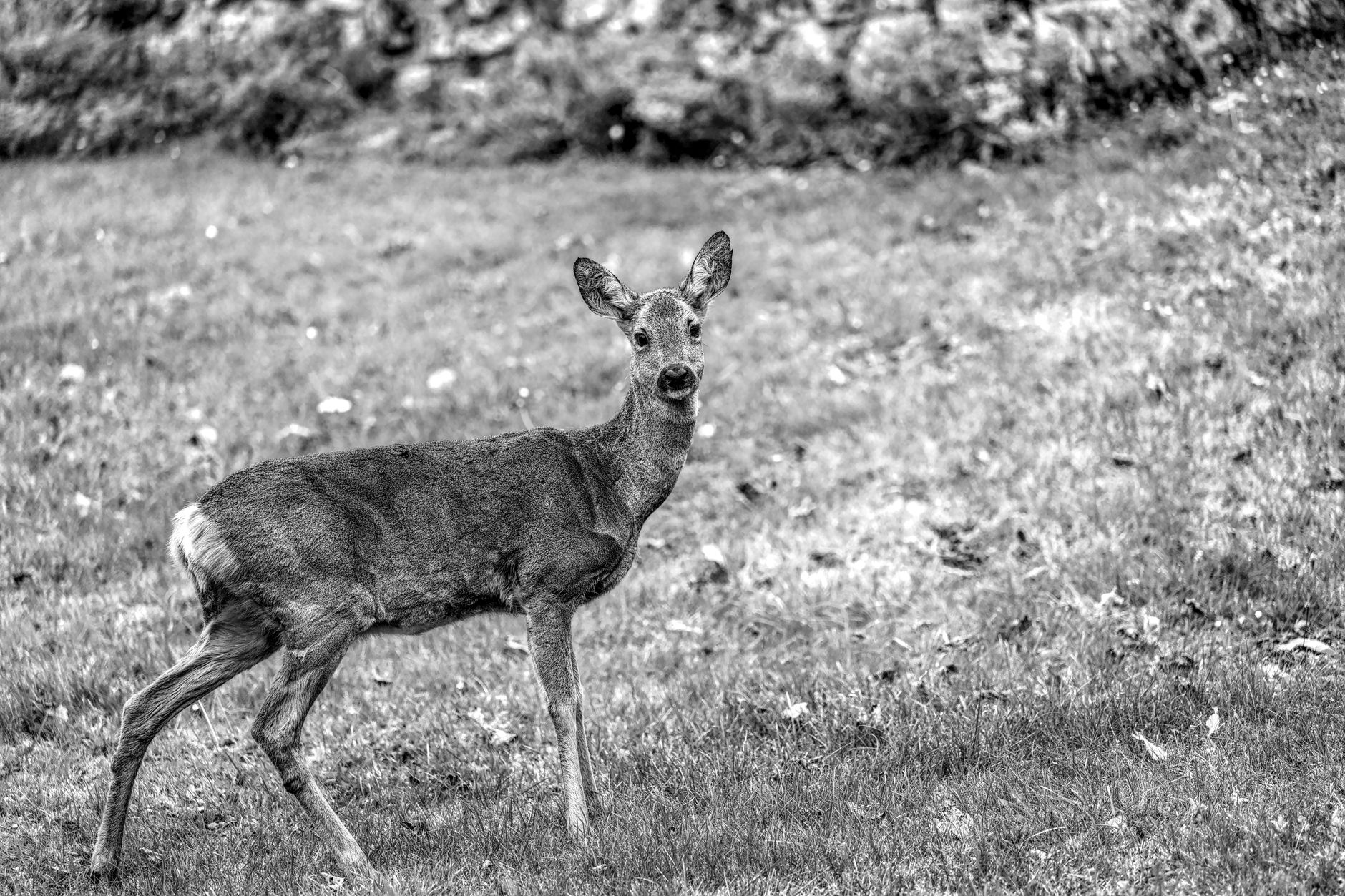 Chevreuils en surnombre : l'éco-solution qui pourrait sauver la forêt du Jura