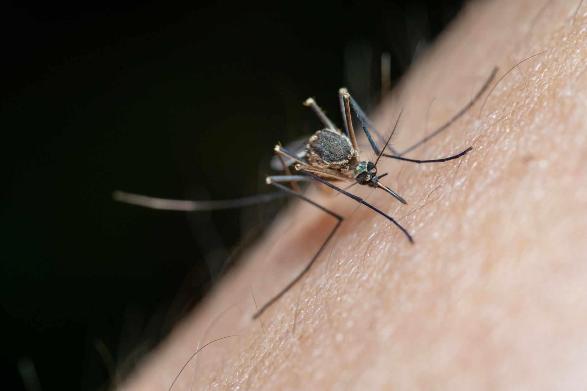 Chikungunya en Franche-Comté : vigilance accrue face au moustique-tigre