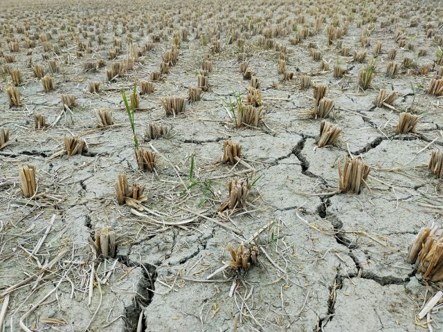 La sécheresse en Haute-Saône : un défi insurmontable pour les agriculteurs