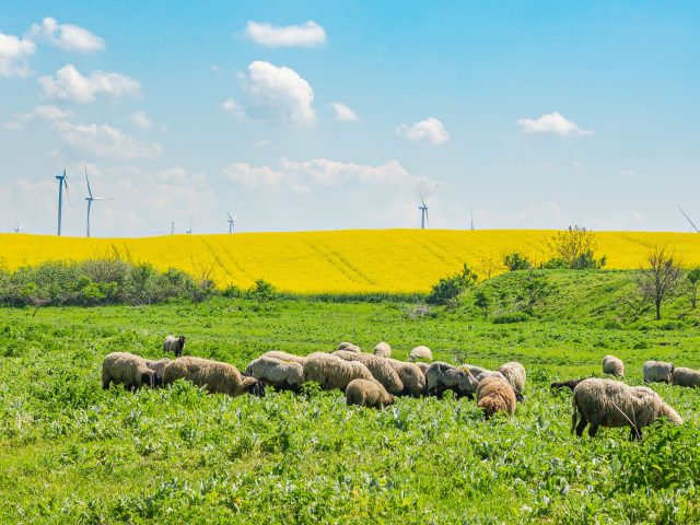 L&rsquo;adaptation des éleveurs face au changement climatique : un défi complexe