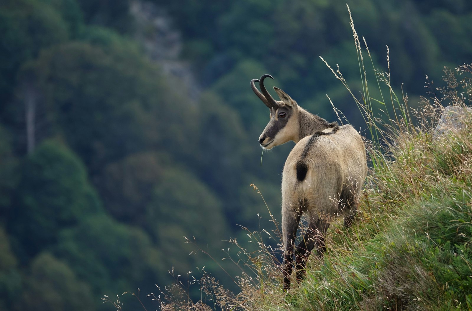 Cohabitation délicate : quand la faune sauvage attaque les citadins à Besançon