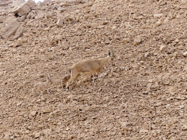 Randonneurs en alerte : un chamois agressif menace la tranquillité en Franche-Comté