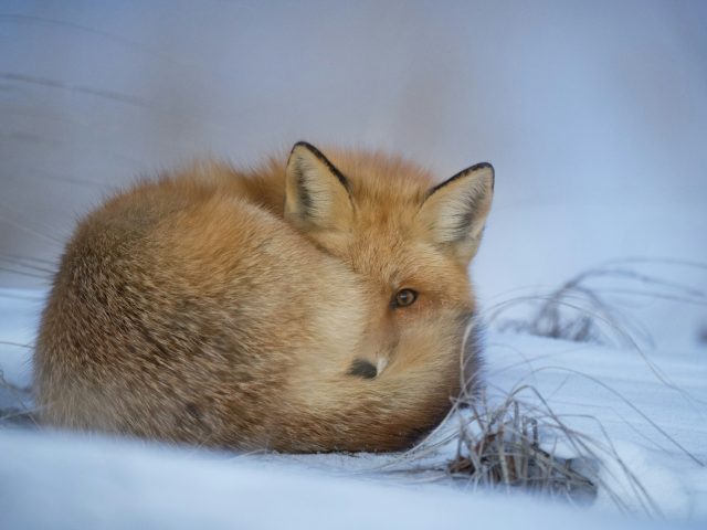 Chasser le renard en Franche-Comté : une pratique remise en question