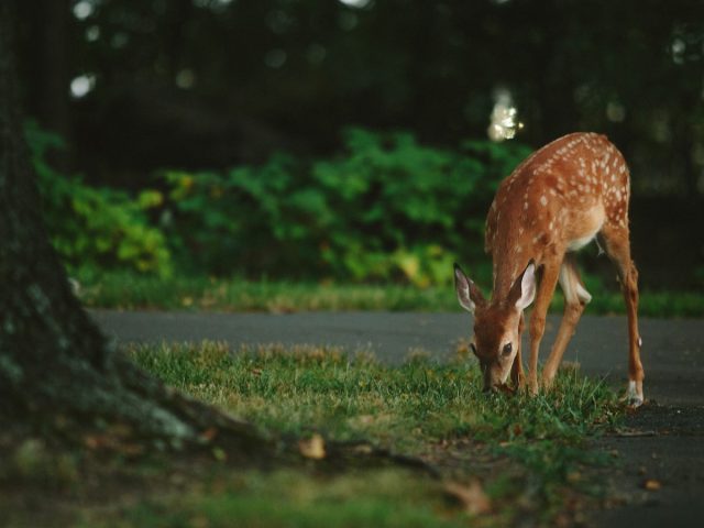 Cohabitation délicate : quand la faune sauvage attaque les citadins à Besançon
